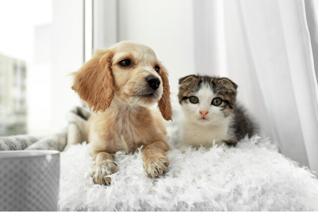 犬・猫の飼い主127人に聞いた！自分よりペット優先！？76.4％が健康診断を実施。ペットドックに関するアンケート
