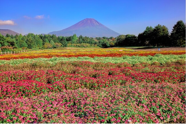富士山麓、標高約1,000ｍの涼しい高原の花畑 富士本栖湖リゾート「虹の花まつり」 8月31日(土)スタート