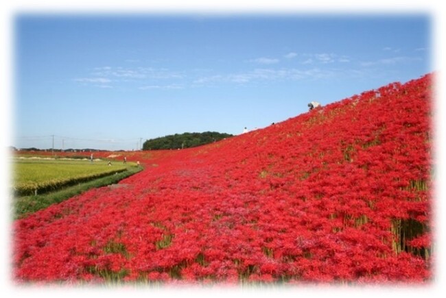 【愛知県半田市】童話「ごんぎつね」の舞台に咲く300万本の彼岸花～新美南吉のふるさとを旅する「ごんの秋まつり」～2024年9月20日（金）～10月4日（金）＜新美南吉記念館周辺＞