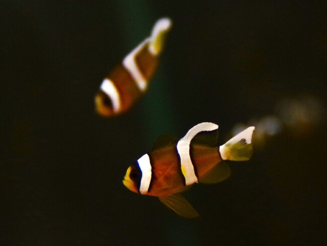 百貨店の水族館で繁殖した「スマートアクアリウム生まれのクマノミの幼魚」を初めてお披露目します！～産卵から孵化するまでの貴重な瞬間を映像で紹介します～