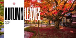 インバウンド向け体験コンテンツ「Wander Japan」日本の紅葉を堪能できる”1-Day Autumn Leaves Tour”が開催決定！