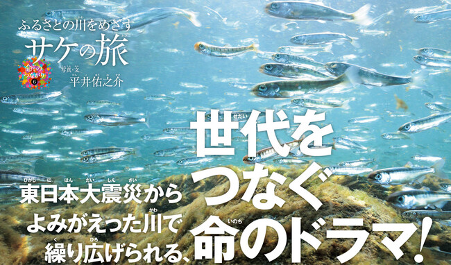 東日本大震災で影響をうけた川にサケが帰ってきた！10年に渡り観察を続けた著者による珠玉の写真絵本【ふるさとの川をめざす サケの旅】