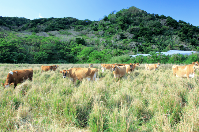 ZEROCO社、農業生産法人JAPAN FARM PARTNERと共に、生鮮食品の安定した在庫保管を軸にした新しいバリューチェーンの構築へ
