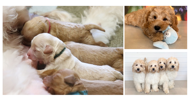 犬も人間も幸せ！犬と人間の新しい共生モデル「オーストラリアン・ラブラドゥ―ドル」のブリーディングファミリー募集！説明会を開催します。【メディア取材歓迎】