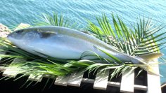 《“魚食危機”生態系の変化で魚が食べられなくなる！？》
COP29開催でも話題！気候変動の影響により大きく変化する海洋事情！
“未来の魚食”や回転寿司業界を持続していくための「くら寿司」の取り組み