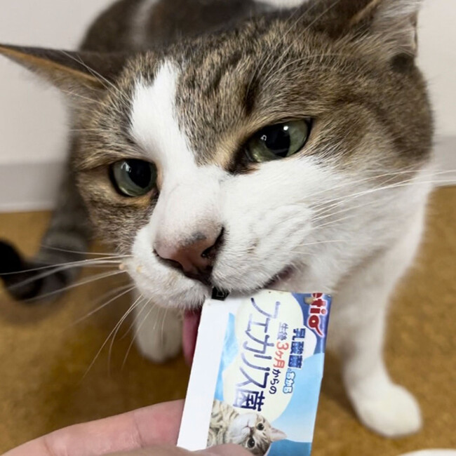 200アイテムを超える2024年秋新商品を発表！俳優であり愛犬家でもある「藤岡弘、」×株式会社ペティオ 代表取締役社長 山田武史の対談も実現。ペットの食と健康について本気で語り合う
