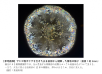 サンゴの骨格形成過程で生じる結晶微粒子を可視化 --サンゴ骨格の立体構造に関与する石灰化中心--北里大学