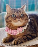 展示作品2 展示作品2