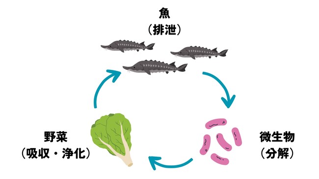 ガスパルがアクアポニックスで栽培した野菜の試行販売を開始