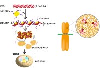 超解像顕微鏡が解き明かす染色体凝縮の仕組み