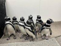 【すみだ水族館】のとじま水族館からお預かり中のマゼランペンギン
すみだ水族館でのお散歩を一般公開