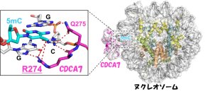 新しいメチル化DNA結合タンパク質を発見
