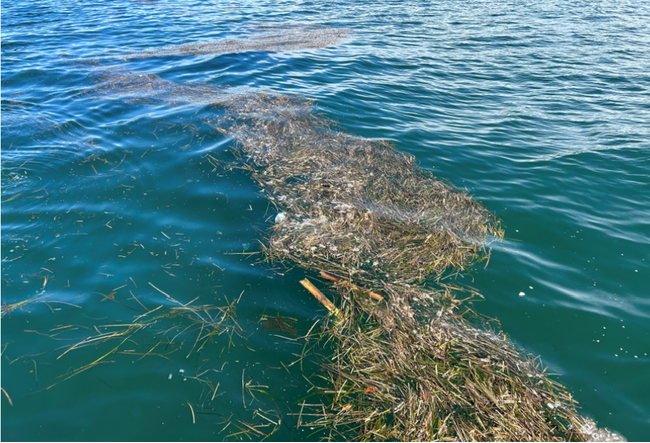 NPO法人クリーンオーシャンアンサンブル、高松沖の浮遊マイクロプラスチックに関する論文が発表されました