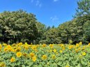ヒマワリ花壇(昨年度の様子) ヒマワリ花壇(昨年度の様子)