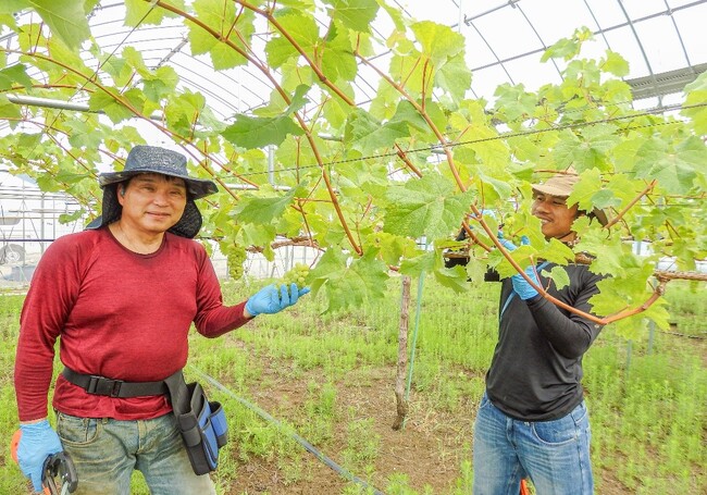 砂丘地に移住就農が続々のワケ？ 隣接の福井市にまたがる園芸産地、１０年余で４１人
