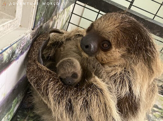 アドベンチャーワールドで初めて、フタユビナマケモノの赤ちゃんが誕生しました！２０２４年８月２８日（水）