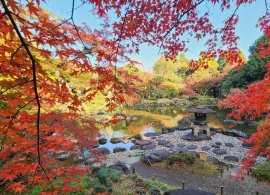 雪見灯篭と池回りの紅葉(過去の様子) 雪見灯篭と池回りの紅葉(過去の様子)