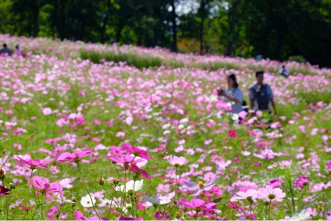 滝野に彩りの秋がやってくる！秋のオススメ情報（国営滝野すずらん丘陵公園）