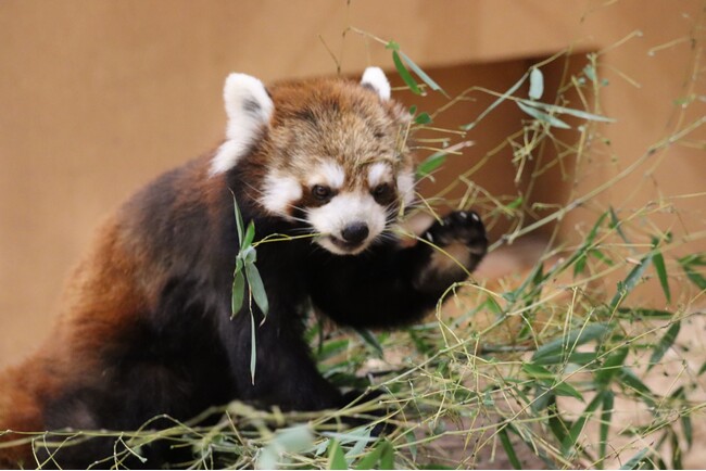 【9/21（土）は「国際レッサーパンダデー】レッサーパンダの聖地・日本平動物園で９月７日（土）からその生態や魅力に触れるイベント「国際レッサーパンダデー2024」開催