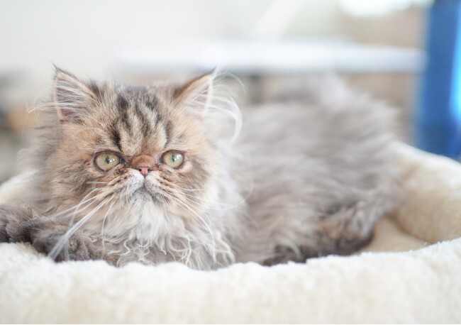 動物たちを見て、ふれて、感じる！ネコカフェ『Cat Cafe MOFF 枚方モール店』OPEN！