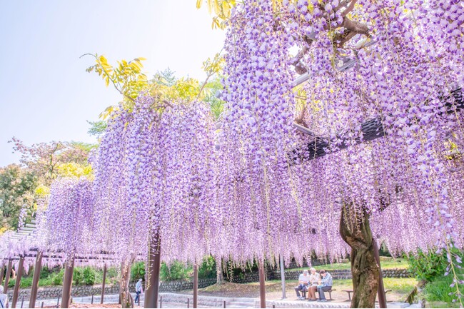 「INFIORATA(インフィオラータ) 花でつながる華の祭典」を開催