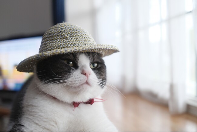 【ペットオーナー必見】この夏の思い出をシェアしよう！Tierで「うちの子夏の思い出コンテスト」開催