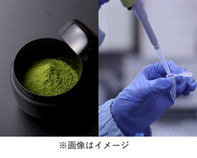 軽度認知障害（MCI）と主観的認知機能低下（SCD）の高齢者を対象にした臨床試験抹茶による社会的認知機能（顔表情からの感情知覚）と睡眠の質への効果を確認
