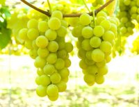 【もぎたて！採れたて！食べに来て！】「信州塩尻ぶどうまつり2024」開催中です！