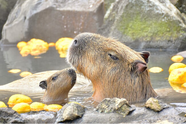 伊豆シャボテン動物公園で”伊豆の冬の風物詩”『元祖カピバラの露天風呂』がスタート！