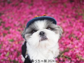 展示作品(1) 展示作品(1)