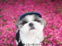 4年ぶりに静岡上陸！ぶひ可愛い“鼻ぺちゃ犬”を堪能できる「鼻ぺちゃ展」9月21日～開催、限定展示や新作グッズが満載♪