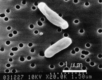 国内初、鉄酸化細菌を活用した水銀汚染土壌・地下水浄化技術が「バイオレメディエーション適合確認」を取得