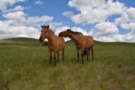 現地放牧馬の画像 現地放牧馬の画像