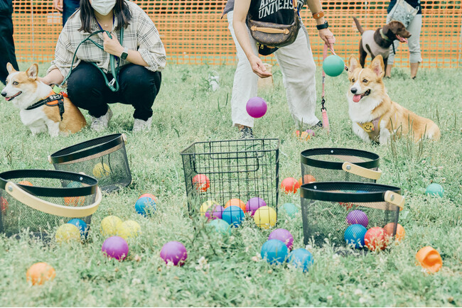 【山梨】ボストンテリア・コーギー・シーズーの愛犬家向け「犬種別オフ会イベント」、11月2日～4日に山中湖交流プラザきららで開催。広大なドッグランやしつけ・マナー向上に役立つコンテンツが満載