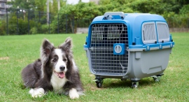 ペット用ケージ「ペットケンネル・ファーストクラス」に、「ブラックエディション」L50・L60サイズ、ハンドルキャリーL70・L80サイズを追加開始! ペット用ケージ「ペットケンネル・ファーストクラス」に、「ブラックエディション」L50・L60サイズ、ハンドルキャリーL70・L80サイズを追加開始!