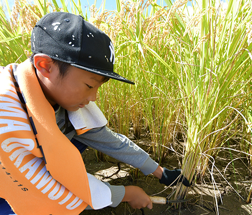 高槻市北部の山間地域・樫田で一足早い秋を知らせる稲刈りが始まる