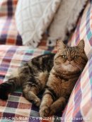 展示作品(3) 展示作品(3)