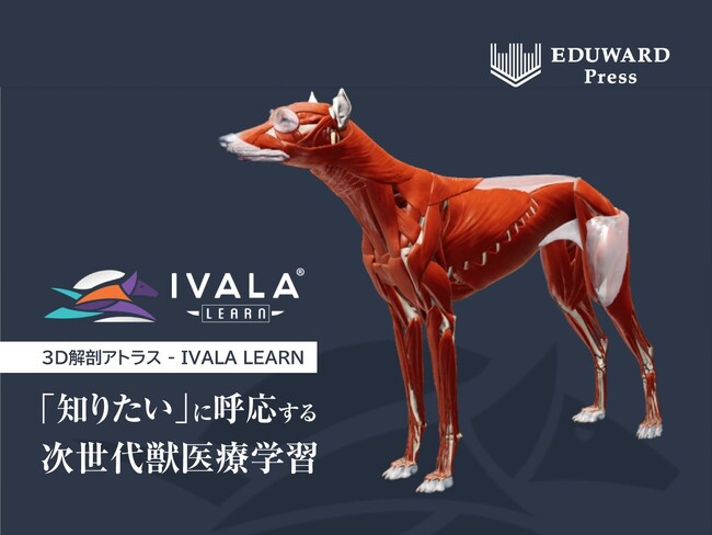 EDUWARD PressとVINグループ、高精度3D解剖アトラス「IVALA LEARN」を日本国内で展開