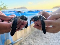 【すみだ水族館】今年も小笠原諸島からすみだ水族館へ
アオウミガメの赤ちゃんを9月14日より一般公開