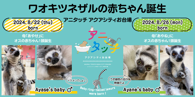 「アニタッチ アクアシティお台場」でワオキツネザルの赤ちゃんが2頭誕生！