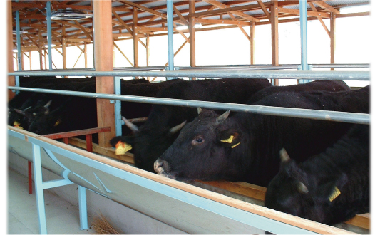 あのブランド牛のふるさとは種子島・西之表市にあり！？西之表市生まれの黒毛和牛肉の魅力を発信