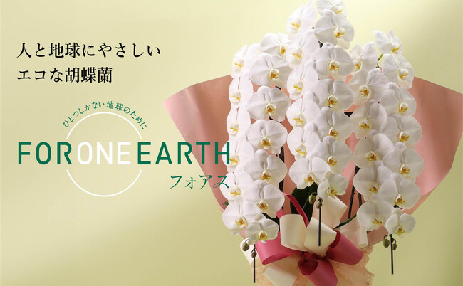 胡蝶蘭のパイオニアの第一園芸が不燃ごみを出さずお手入れも簡単な環境にも人にもやさしい胡蝶蘭の販売をスタート