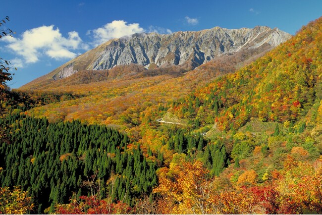 西日本最大級のブナの原生林が黄葉シーズンを迎えます　鳥取県鍵掛峠（かぎかけとうげ）は標高約910mに位置する極上の指定席　大山でも屈指の絶景ポイントとして人気です