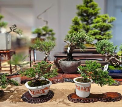 ＜天候不良により延期＞ボタニカルマーケット　in NEOPASA浜松（下り）