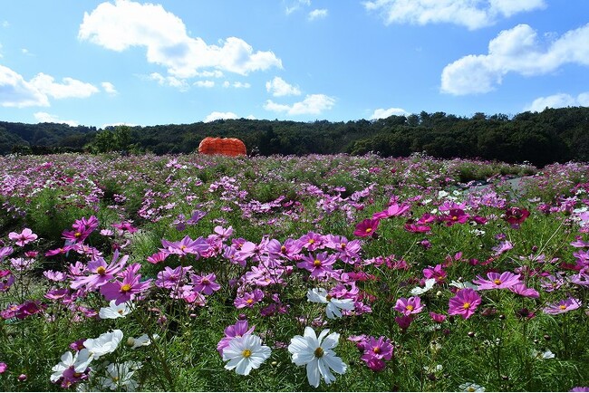 コスモスまつり開催（国営越後丘陵公園）