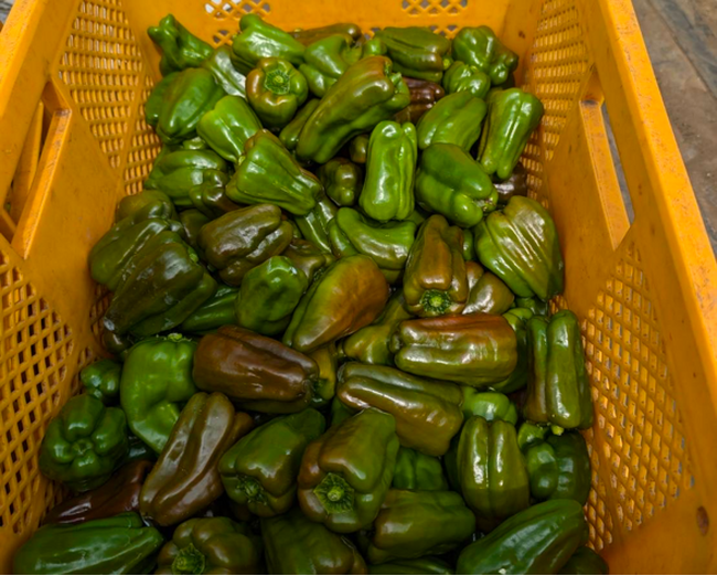 猛暑の影響に苦しむ生産者を支援するため規格外青果を正規品として販売