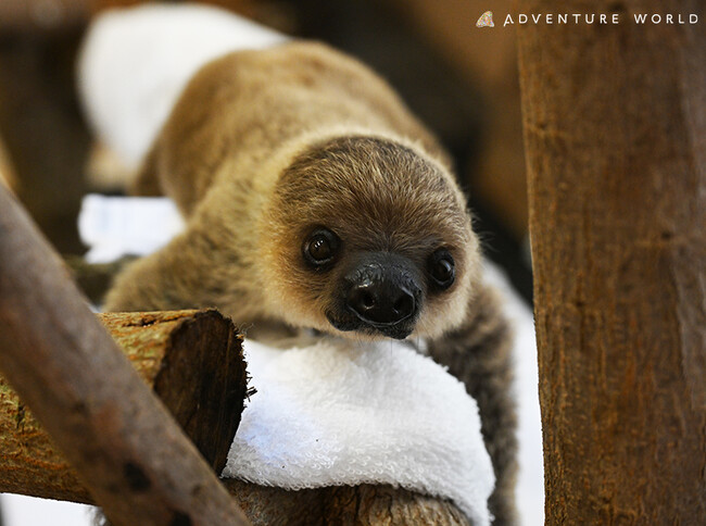 8月28日生まれ、フタユビナマケモノの赤ちゃん 9月19日(木)より一般公開開始