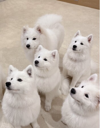 サモエド好き必見！原宿「Samoyed lounge moffu」が「サモエドカフェmoffu」にリニューアル！愛らしいサモエドと癒しのひとときを