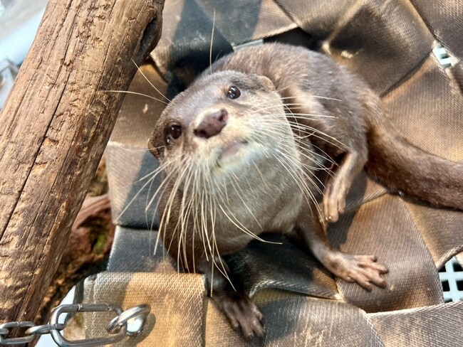 コツメカワウソ　お浜　4歳の誕生日会！！一緒に誕生日をお祝いしましょう！【神戸の水族館│アトア】
