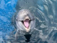 【京都水族館】ハンドウイルカ「ツムギ」の2歳をみんなでお祝い
「ツムギのお誕生日会」を開催！